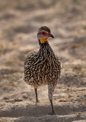 Yellow-necked spurfowl at Amboseli national park, Kenya