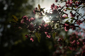 Flowering of apple trees in garden. Flowers in sunlight.
