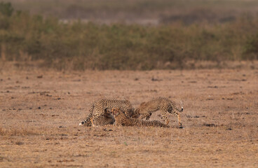 Cheetahs feeding on kill at Amboseli national park, Kenya