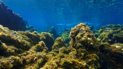 Fototapeta premium Underwater photo of colorful plants in a beautiful landscape in rays of light