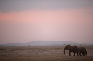 Fototapeta na wymiar African elephants at dusk and beautiful hue in the sky, Amboseli, Kenya