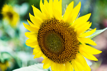 Close-up of sunflower in field