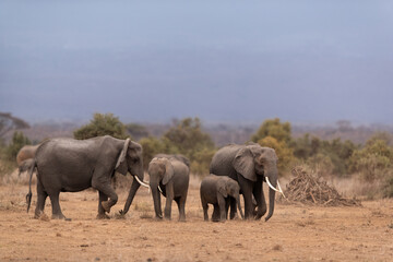 Obraz premium Juvenile elephants with mother at Ambosli national park, Kenya