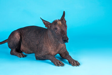 Portrait of strong beautiful dog of rare breed named Xoloitzcuintle, or Mexican Hairless, standard size, lying down on blue background. Dark bronze skin, attentive look. Studio, copy space.