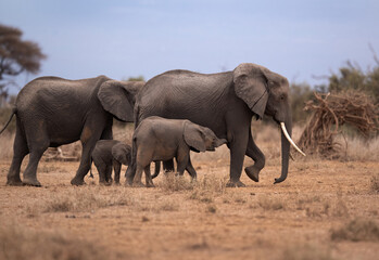 Naklejka na ściany i meble Mother elephants and calf at Ambosli national park, Kenya