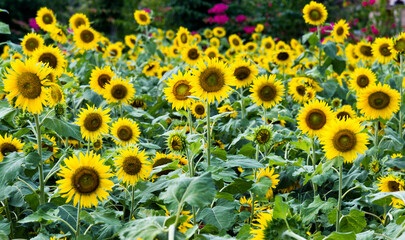 Field of blooming sunflowers for background
