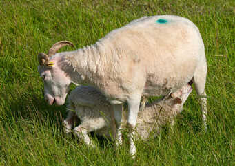 S&auml;ugendes Mutterschaf