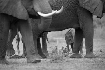 Selective focus on juvenile elephant walking with adults at Ambosli national park, Kenya
