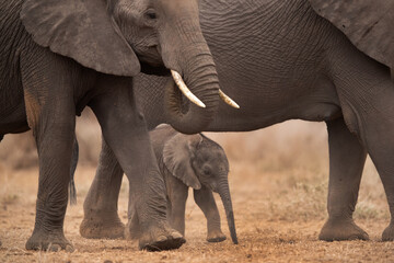 Selective focus on juvenile elephant walking with adult at Ambosli national park, Kenya
