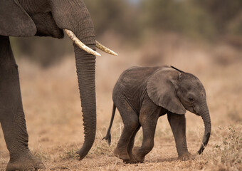 A juvenile elephant with mother at Ambosli national park, Kenya © Dr Ajay Kumar Singh