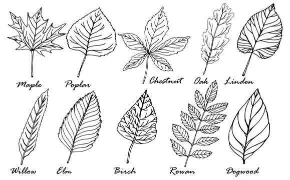 The leaves of the trees with the names. Black and white drawing. Coloring book for children. Vector drawing of plant leaves with names.