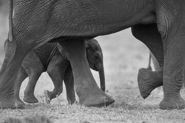 Selective focus on juvenile elephant walking with mother at Ambosli national park, Kenya