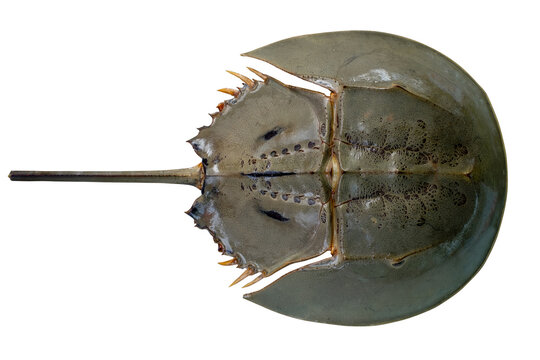 Horseshoe crab or Limulus polyphemus in the upper surface shot from top view isolated on white background. Seafood