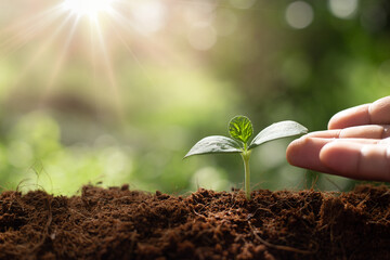 Growing plant or protecting environment. Sustainable environment concept. Save the earth from global warming.