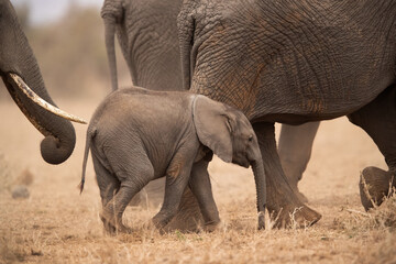 A calf well guarded by adult elephant, Ambosli national park, Kenya
