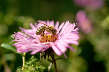Honeybees collecting nectar on violet flower