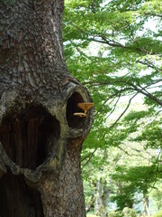 木に生えたキノコ