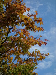 青空の下の紅葉