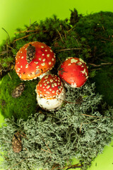 fly agaric mushrooms