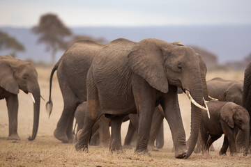 African elephants moving in Ambosli national park, Kenya