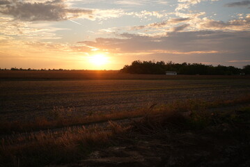 Golden hour in a field with some trees