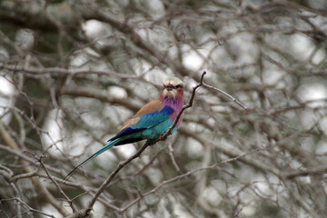 Lilac Breasted Roller
