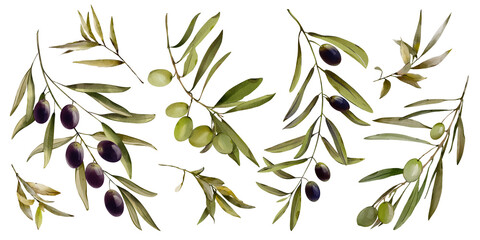 Watercolor set with olive branch. Can be used for food background, watercolor food composition. Hand drawn illustration.
