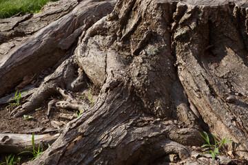 Abstraction in rough tree bark