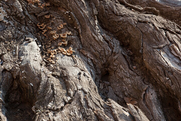 Abstraction in rough tree bark