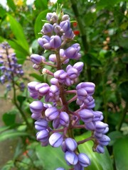 flowers in the garden