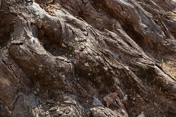 Fototapeta na wymiar Abstraction in rough tree bark
