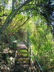 bridge in the forest