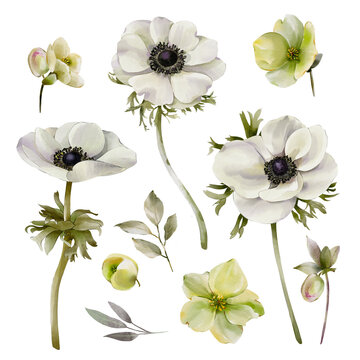 Set of watercolor illustrations of flowers anemones. Elements isolated on white background for your design.
