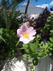 pink flower