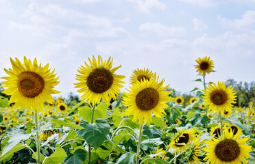 Obraz premium Sunflowers on background of blue sky