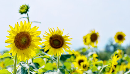 Obraz premium Sunflowers on background of sky