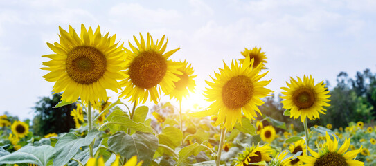 Sunflowers on background of sky