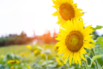 Sunflowers on background of sky