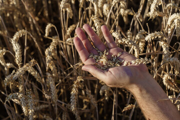 Golden wheat grains in the farmer hand