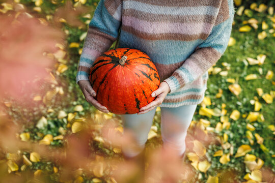 Woman with sweater holding big pumpkin in garden. Autumn harvest