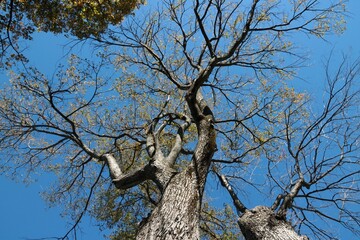 Sotto l'albero
