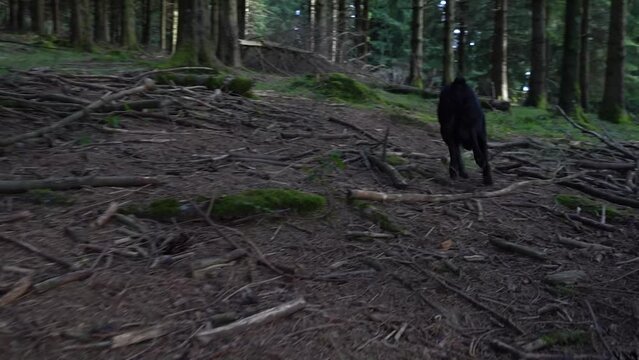 little black dog following a trace smell in the forest ground