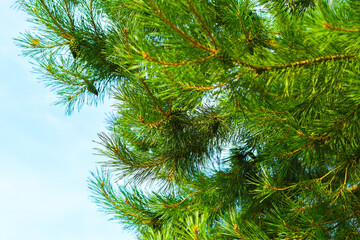 Obraz premium Close-up of a spruce branch in a summer forest. Bright needles of a coniferous plant.
