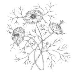 Nigella flower digital outline illustration. Floral line art illustration.