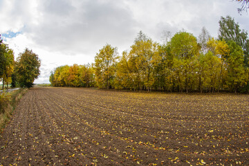 Fototapeta na wymiar A plowed field near the forest full of fallen leaves on a cloudy, autumn day. Autumn.
