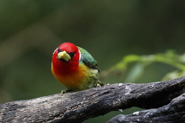 Hermosos pájaros con un colorido único.