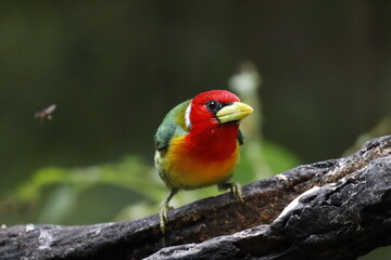 Hermosos pájaros con un colorido único.