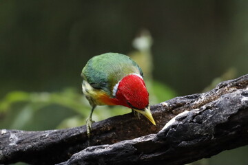 Hermosos pájaros con un colorido único.