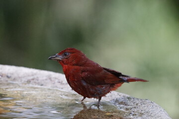 Hermosos pájaros con un colorido único.