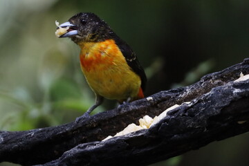 Hermosos pájaros con un colorido único.